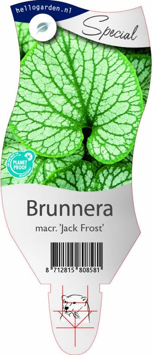 Brunnera macr. 'Jack Frost' - P11